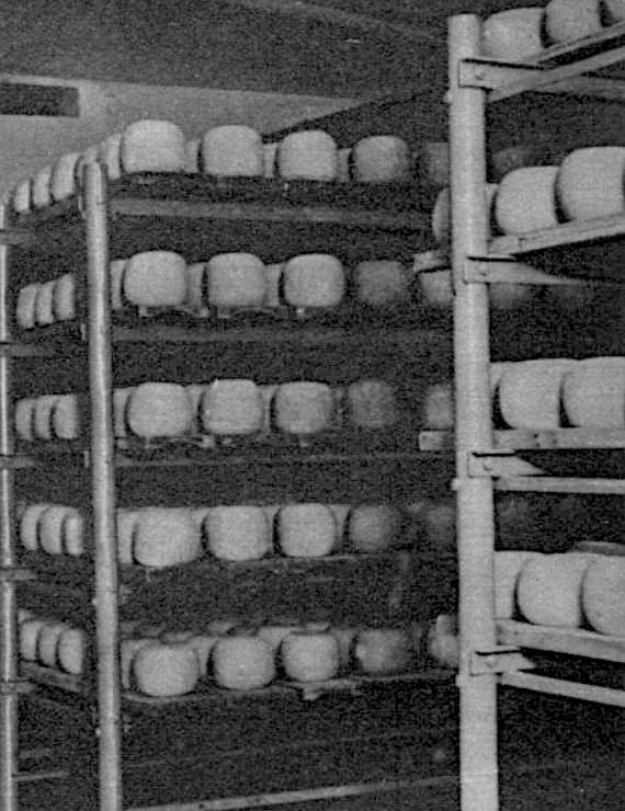 Der Edamer-Reifungskeller in der Zentralmolkerei Mistelbach